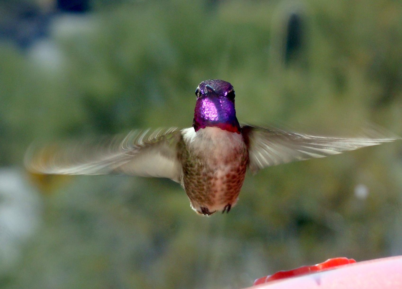Hummingbirds from backyards and beyond